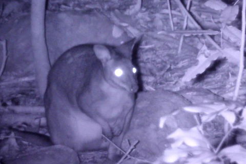 Byron Bay Night Vision Walk - Accommodation Brunswick Heads 5