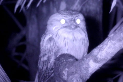 Byron Bay Night Vision Walk - Accommodation Brunswick Heads 6