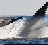 Sydney Eco Whale Watching Small Group Cruise - Accommodation Brunswick Heads