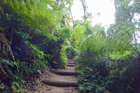 Byron Bay Surfing Lesson And Mount Warning Sunrise Climb Including Overnight Camping And BBQ Dinner - Accommodation Brunswick Heads 8