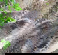 Byron Bay Wildlife Safari - Accommodation Brunswick Heads