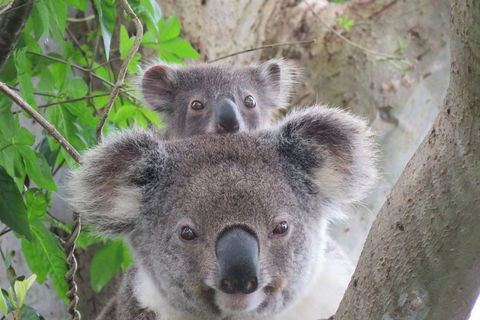 Byron Bay Wildlife Safari - Accommodation Brunswick Heads 0