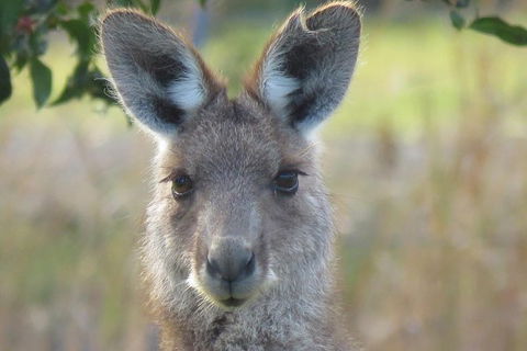 Byron Bay Wildlife Safari - Accommodation Brunswick Heads 1