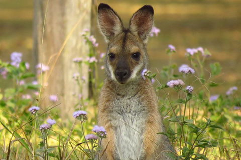 Byron Bay Wildlife Safari - Accommodation Brunswick Heads 4