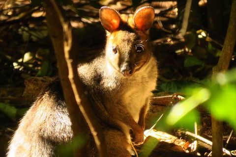 Byron Bay Wildlife Safari - Accommodation Brunswick Heads 3
