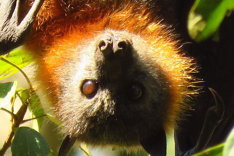 Byron Bay Wildlife Safari - Accommodation Brunswick Heads 9