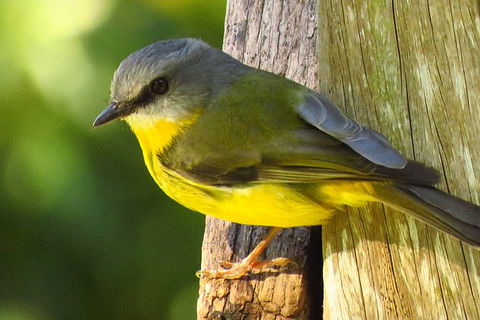 Byron Bay Wildlife Safari - Accommodation Brunswick Heads 6