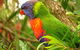 Byron Bay Wildlife Safari - thumb 7