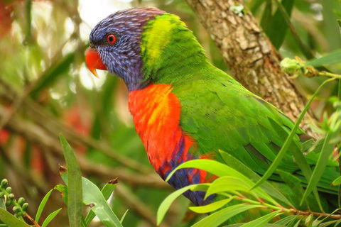 Byron Bay Wildlife Safari - Accommodation Brunswick Heads 7