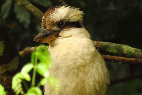 Byron Bay Wildlife Safari - Accommodation Brunswick Heads 5