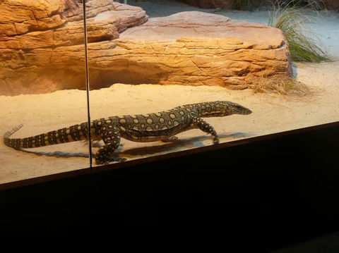 WILD LIFE Sydney Entrance Ticket - Accommodation Brunswick Heads 17