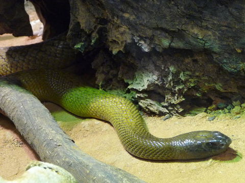 WILD LIFE Sydney Entrance Ticket - Accommodation Brunswick Heads 8