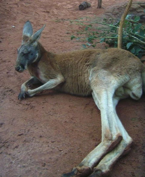 WILD LIFE Sydney Entrance Ticket - Accommodation Brunswick Heads 13