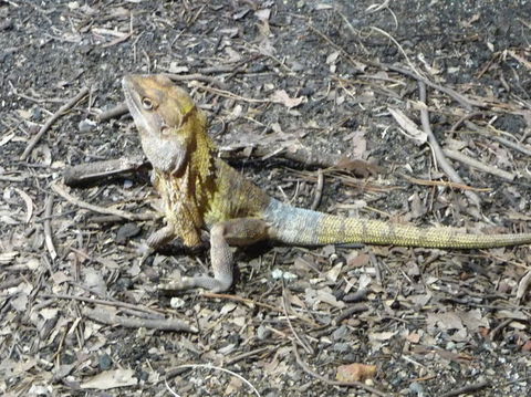 WILD LIFE Sydney Entrance Ticket - Accommodation Brunswick Heads 9