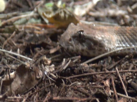 WILD LIFE Sydney Entrance Ticket - Accommodation Brunswick Heads 12