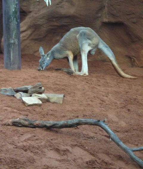 WILD LIFE Sydney Entrance Ticket - Accommodation Brunswick Heads 14