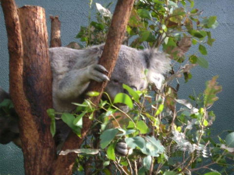 WILD LIFE Sydney Entrance Ticket - Accommodation Brunswick Heads 16