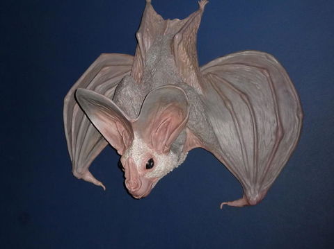 WILD LIFE Sydney Entrance Ticket - Accommodation Brunswick Heads 6