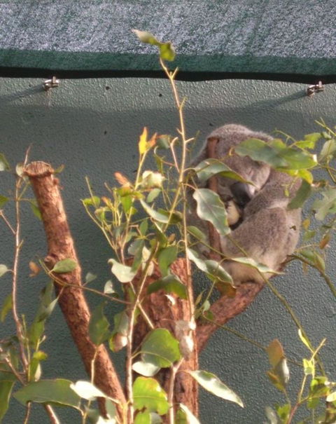 WILD LIFE Sydney Entrance Ticket - Accommodation Brunswick Heads 15