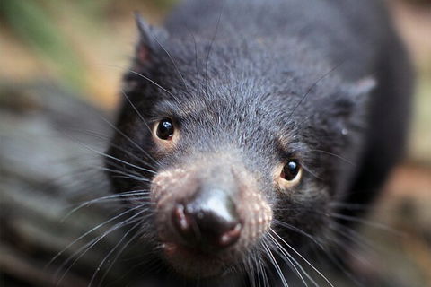 WILD LIFE Sydney Entrance Ticket - Accommodation Brunswick Heads 19