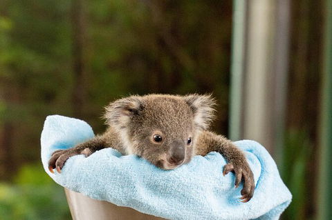 WILD LIFE Sydney Entrance Ticket - Accommodation Brunswick Heads 25