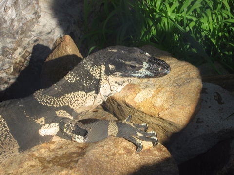 Armadale Reptile Centre - Accommodation Brunswick Heads 0
