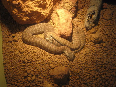 Armadale Reptile Centre - Accommodation Brunswick Heads 1