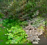 Brindle Creek Walking Track - Accommodation Brunswick Heads