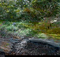 Browns Forest Loop Trail - Accommodation Brunswick Heads