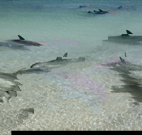Dolphins of Monkey Mia - Accommodation Brunswick Heads