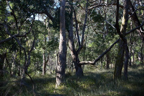 Green's Bush Long Circuit Walk - Accommodation Brunswick Heads 0