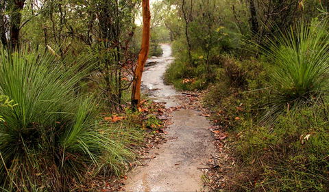Great North Walk - Brisbane Water National Park - Accommodation Brunswick Heads 0