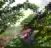 Harben Vale Pick Your Own Cherries - Accommodation Brunswick Heads