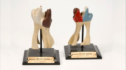 Henry Forman Atkinson Dental Museum - Accommodation Brunswick Heads 0