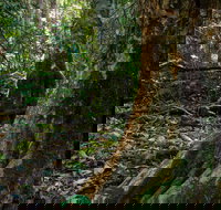 Hidden Treasure Track - Accommodation Brunswick Heads