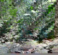 Lyrebird track - Accommodation Brunswick Heads