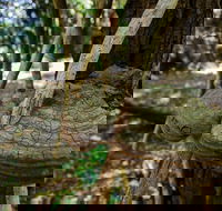 Mount Keira Ring Track - Accommodation Brunswick Heads