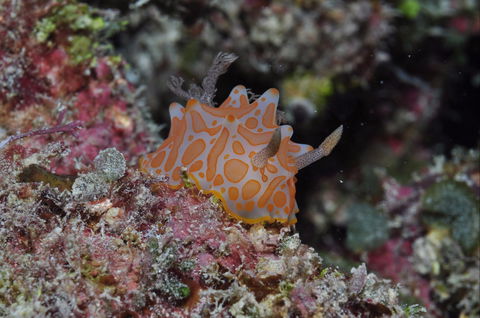 Pelorus And Orpheus Islands - Accommodation Brunswick Heads 0