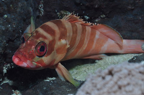 Pelorus And Orpheus Islands - Accommodation Brunswick Heads 1