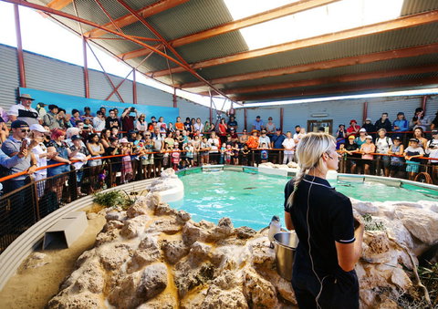 Penguin Island - Accommodation Brunswick Heads 1