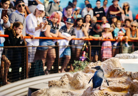 Penguin Island - Accommodation Brunswick Heads 2