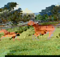 Scone - Accommodation Brunswick Heads