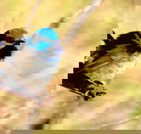 Shepherds Bush - Accommodation Brunswick Heads