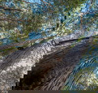 Wallumatta Nature Reserve - Accommodation Brunswick Heads