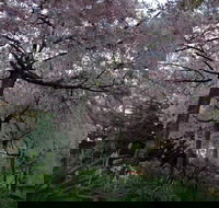 Wildwood Garden - Accommodation Brunswick Heads