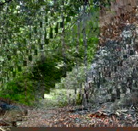 Blue Gum loop trail - Accommodation Brunswick Heads