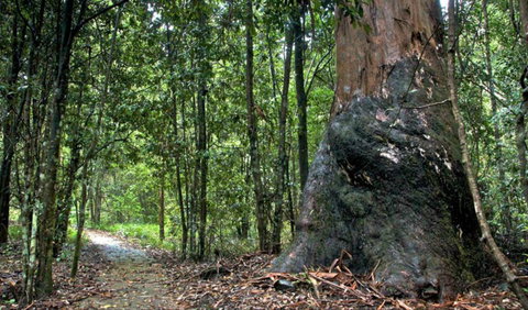Blue Gum Loop Trail - Accommodation Brunswick Heads 0