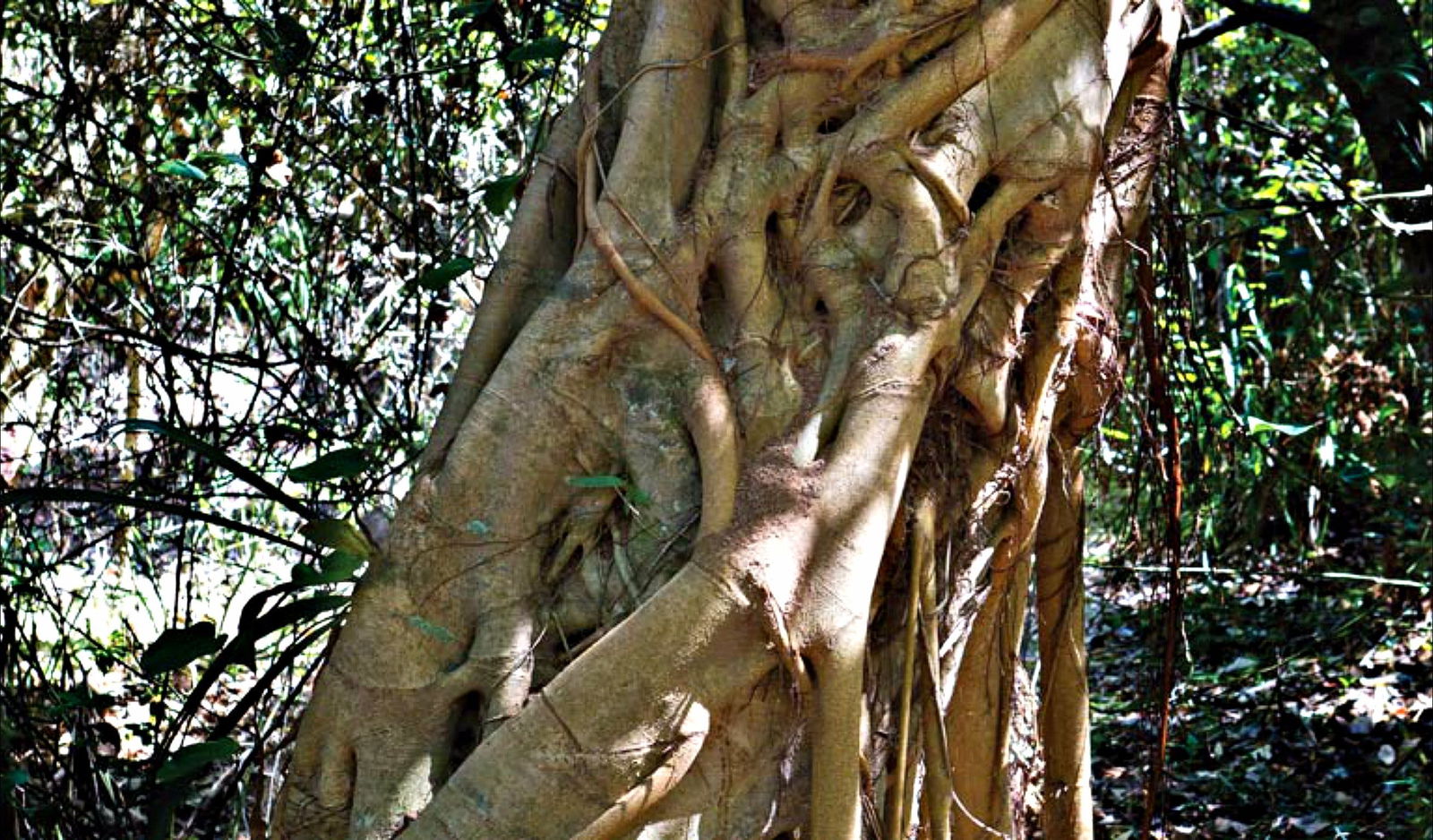 Repton NSW Accommodation Brunswick Heads