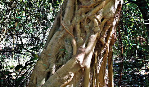 Bundagaree Rainforest Walk - Accommodation Brunswick Heads 0