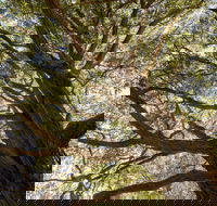 Byarong Park Picnic Area - Accommodation Brunswick Heads